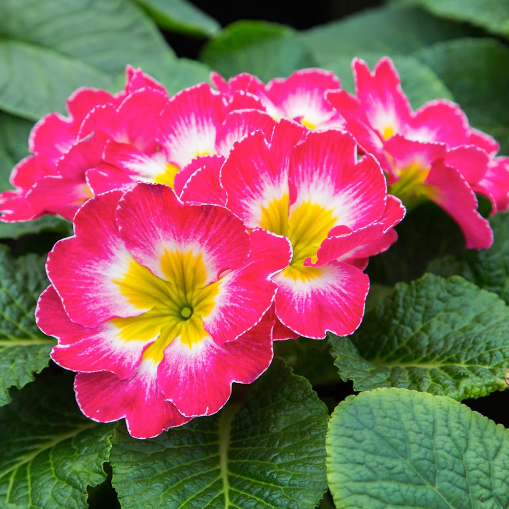 Close-up photo of a bright pink and yellow african violet, growing in the wild