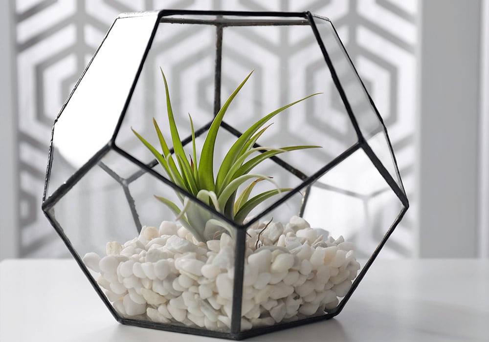 Surrounded by small white rocks, a bright green air plant flourishes inside a small, hexagonal terrarium