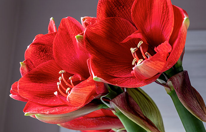 A pair of striped red amaryllis blossoms