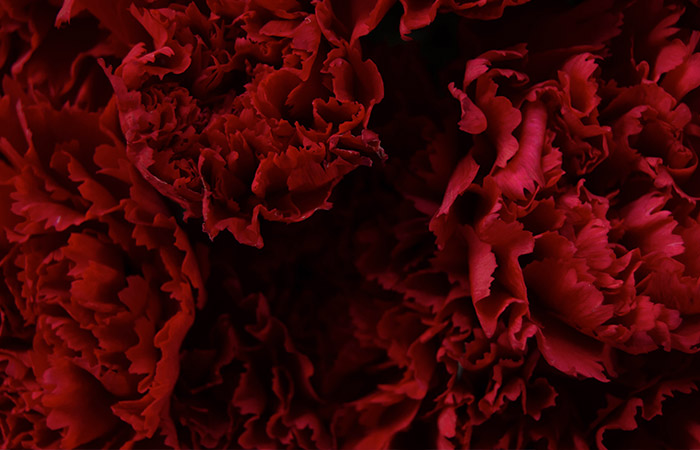 Deep red carnations densely clustered together, their petals intricately layered and curling inward. The dark shadows accentuate the rich color and texture of the flowers.