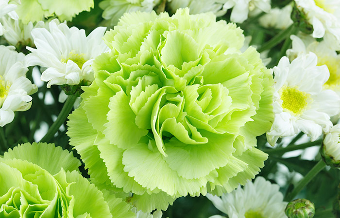 A vibrant green carnation bloom sits surrounded by white daisies with yellow centers in a lush, garden-like setting.