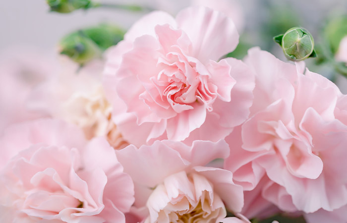 Cluster of light pink carnations blooming against a soft blurred background with green flower buds interspersed among the blossoms.