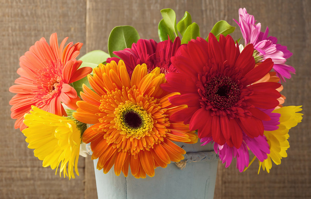 Pink, yellow, orange, red and gold gerberas in a large white vase