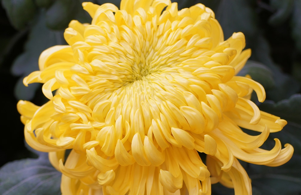 A bright yellow chrysanthemum flower blooms, displaying curled petals radiating from its center amidst dark green foliage in the background.