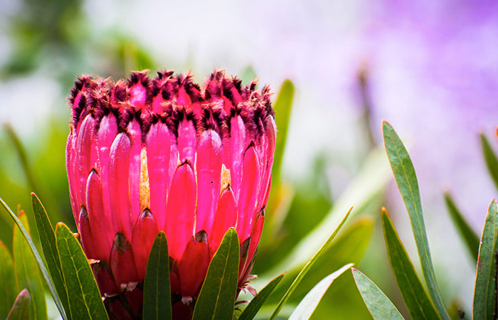 This bright pink queen protea blossom is presently (but temporarily) closed