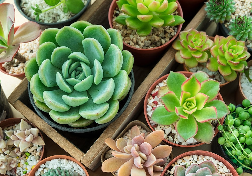 Potted succulents in various colors and shapes are arranged together in a wooden tray, with small pebbles covering the soil in each pot.