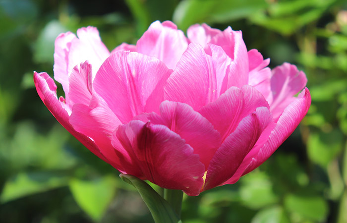 A vibrant pink flower with multiple petals is blooming in a garden with green leaves in the background, under bright sunlight.