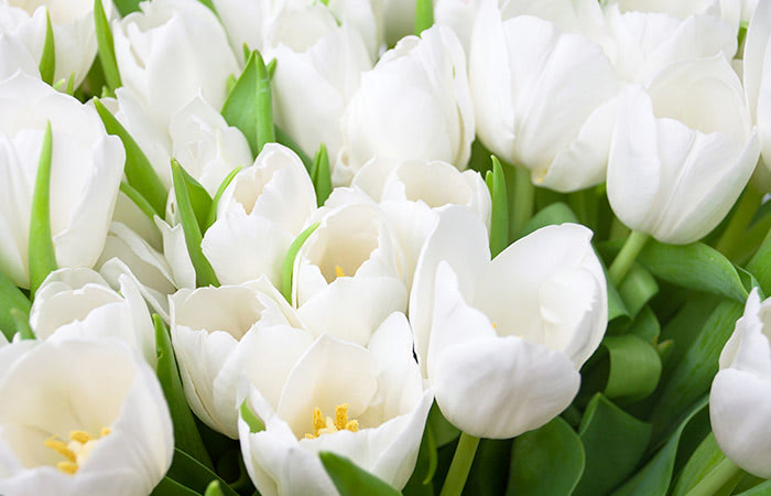 White tulips clustered together, slightly open, exposing yellow centers; surrounded by green leaves in a garden setting.