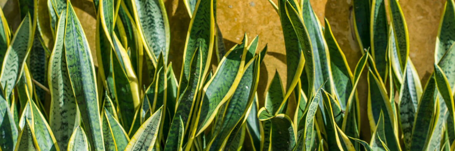 Tall green snake plant leaves with yellow edges stand upright against a yellowish wall background.