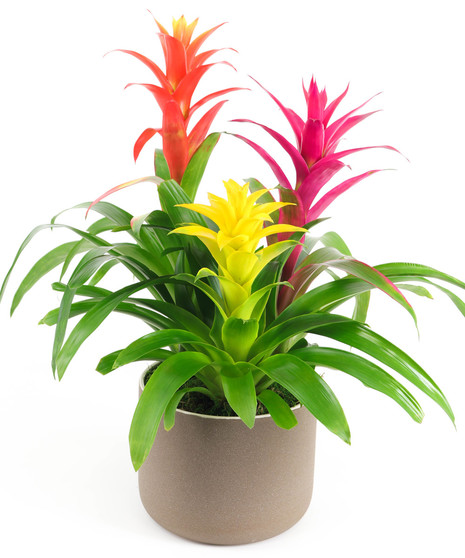 Bright Bromeliad Garden