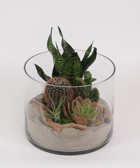 Cactus Terrarium