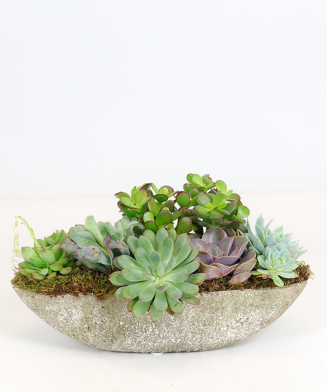 Succulents in Stone