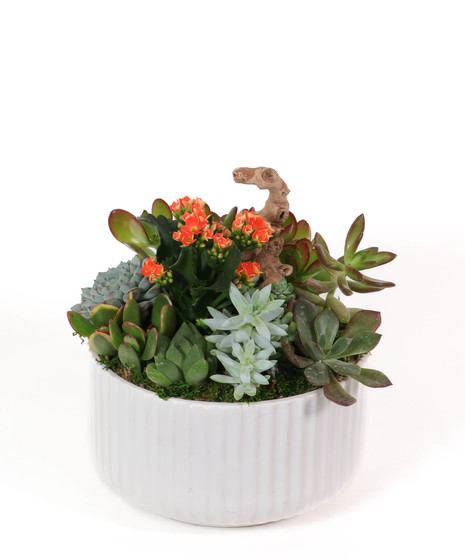 Locally Grown Succulent Plants, Florist in San Diego