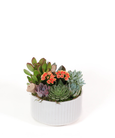 Locally Grown Succulent Plants, Florist in San Diego