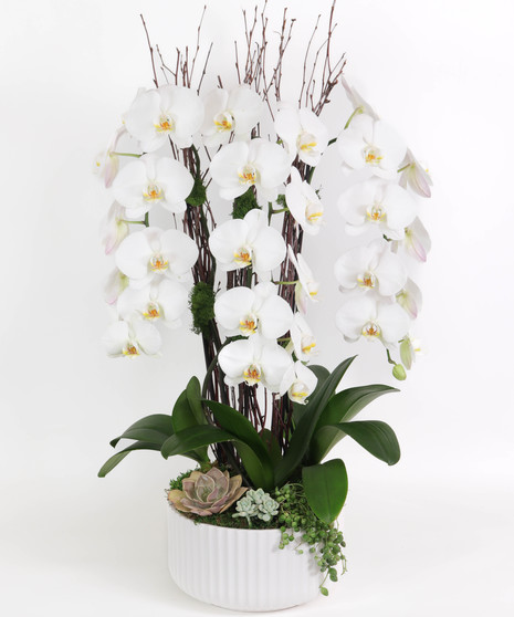 White Phalaenopsis Orchid