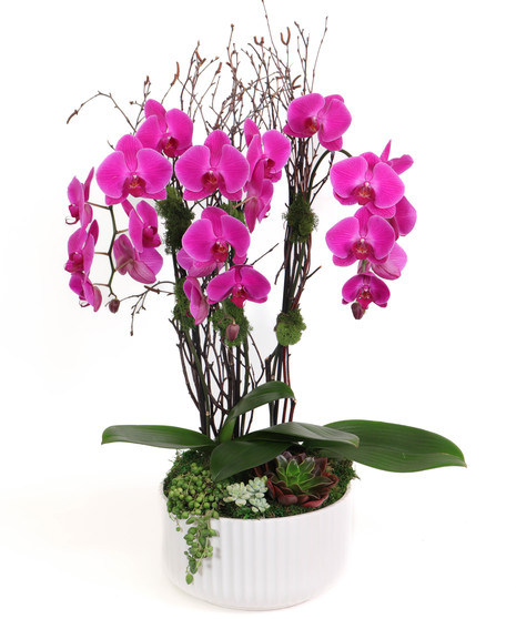 Purple Phalaenopsis Orchid