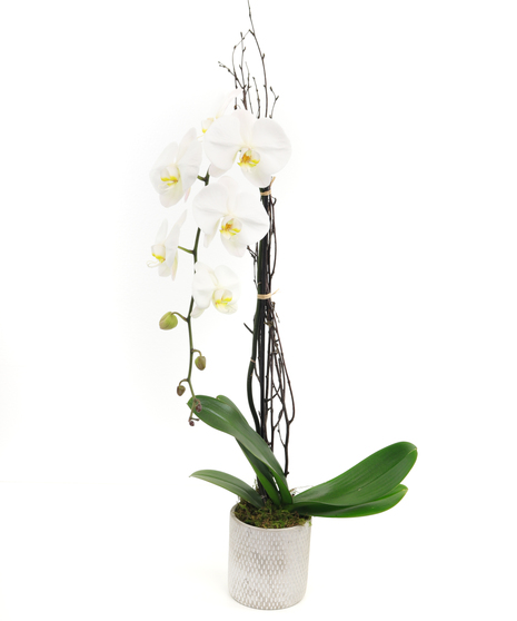 Exotic Orchid San Diego, Exotic Orchids San Diego, White Orchids San ...