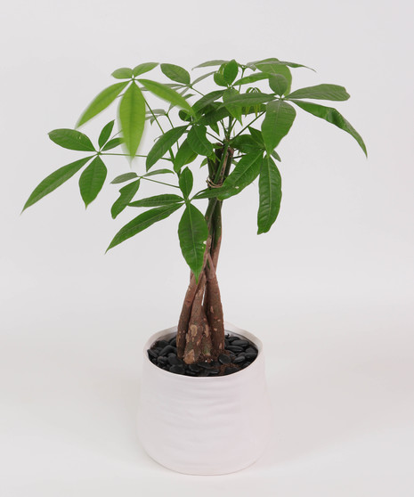 Money Tree in White Pot