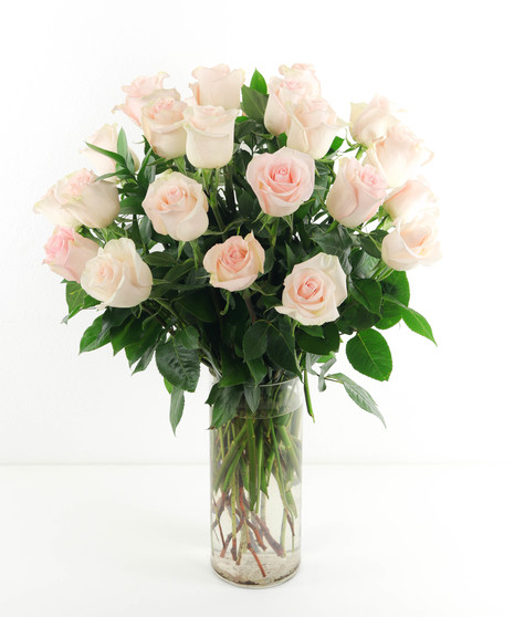 Two Dozen Blush Pink Ecuadorian Roses