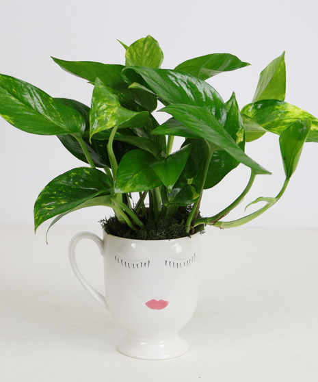 Selfie Mug Plant