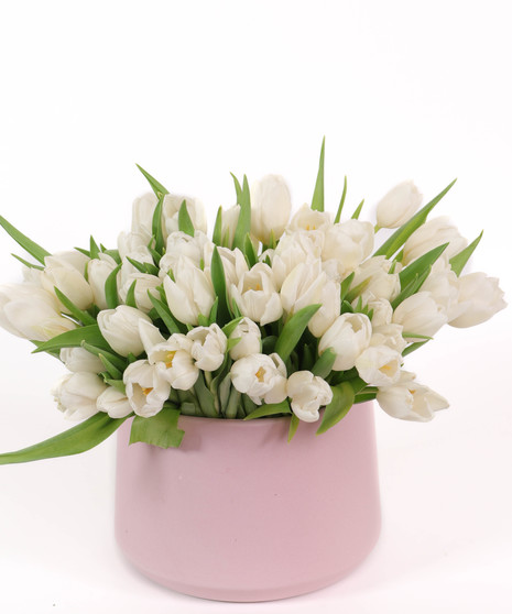 White Tulips